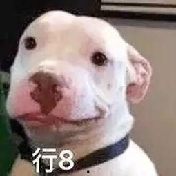 微信公众号娱乐圈吃瓜,揭秘明星背后的故事与真相